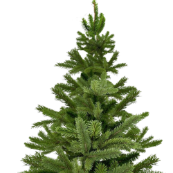 Tannenbaum